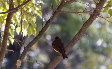 Photograph of a Great kiskadee. The bird was found on the Porto Alegre, in Rio Grande do Sul, Brazil.