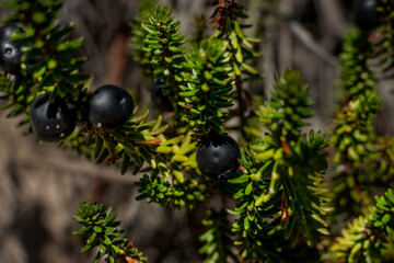 Bażyna czarna © PQ