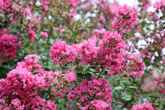 Lagerstroemia indica, the crape myrtle in flower.