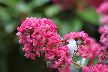 Lagerstroemia indica, the crape myrtle in flower.