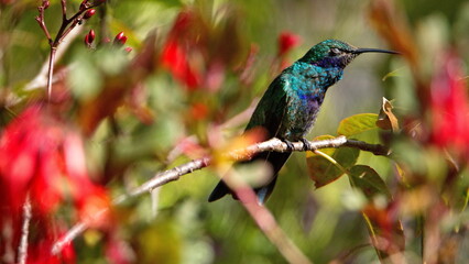 Sparkling violetear (Colibri coruscans) hummingbird perched on a branch in a garden with red flowers, in Cotacachi, Ecuador