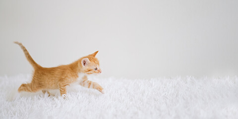 Little kitten on a white blanket. Kitty two months	   