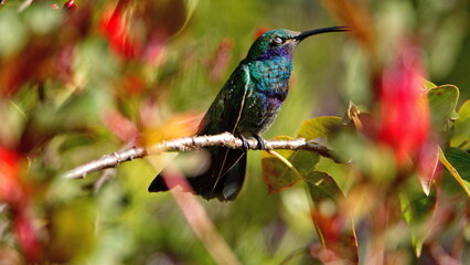 Sparkling violetear (Colibri coruscans) hummingbird perched on a branch in a garden with red flowers, in Cotacachi, Ecuador