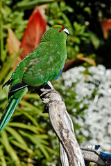 Yellow-fronted Parakeet (Cyanoramphus auriceps)