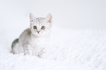 Small british silver kitten on a white blanket. Kitty three month 