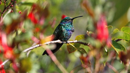 Sparkling violetear (Colibri coruscans) hummingbird perched on a branch in a garden with red flowers, in Cotacachi, Ecuador