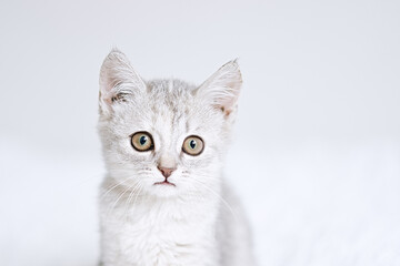 Small british silver kitten on a white blanket. Kitty three month 