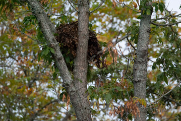 House Sparrow fleeing from large nest in tree