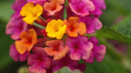 Obraz premium Cluster of lantana flowers in Cotacachi, Ecuador