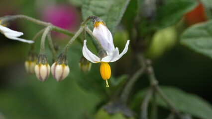 Yellow and white wildflower in Cotacachi, Ecuador
