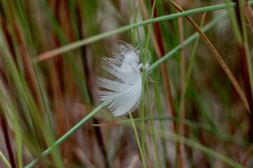 Feather in the grass