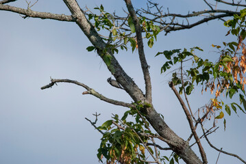 Downy Woodpecker in a tree