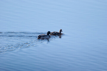 Mallard on the water