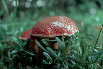 mushroom in the forest © PQ