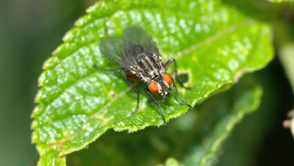 Fly on a leaf in Cotacachi, Ecuador