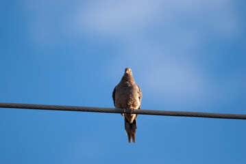 Mourning Dove a wire