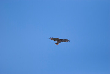 Fototapeta na wymiar Red Tailed Hawk Flying overhead