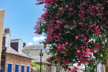 Beautiful Flowering Tree along a French Quarter Street with Colorful Old Homes in New Orleans