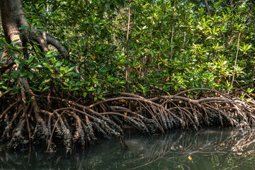 mangroves in the sea of ​​coveñas Colombia