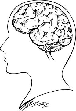  head and brain vector illustration