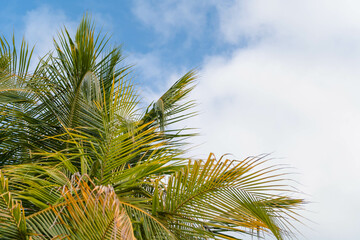 Coconut palm tree on the beach in summe