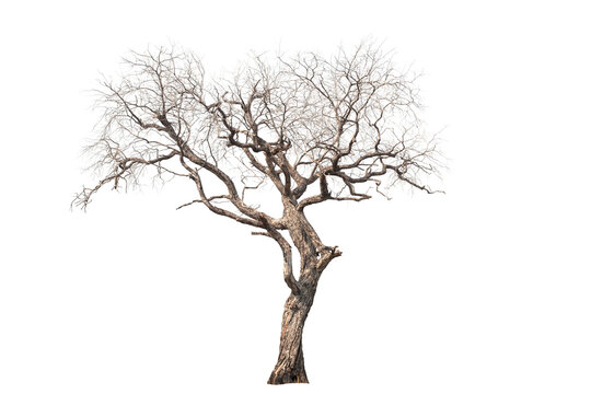 Dead tree on the white background