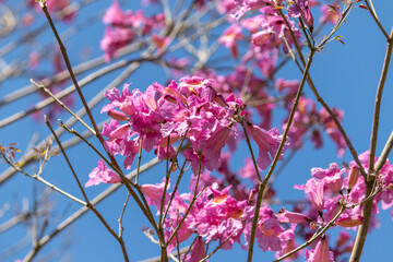 Photo of the pink ipê flower.	