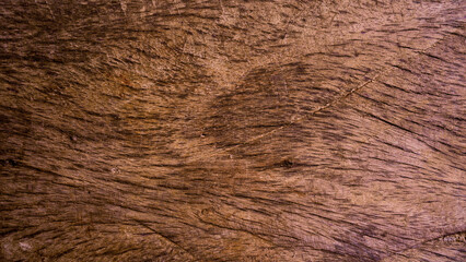 Dark wood texture with old natural patterns.