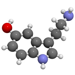 Serotonin neurotransmitter, molecular model.