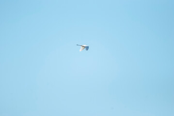 Great Egret flying overhead