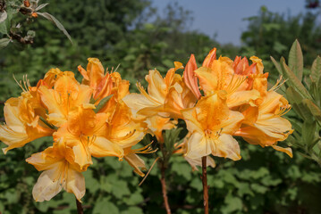 Mollis Azalea (Rhododendron x mollis) in garden