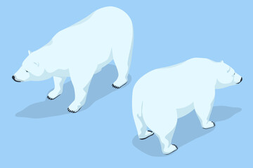 Isometric polar bear isolated on the background. The largest extant bear species, as well as the largest extant land carnivore - obrazy, fototapety, plakaty