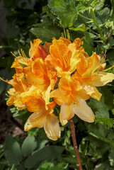 Fototapeta premium Mollis Azalea (Rhododendron x mollis) in garden