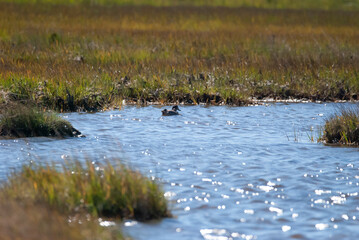 Blue wing Teal on an estuary