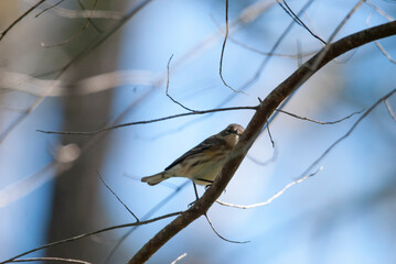 Juvenile Yellow Rumped Warbler in a Tree