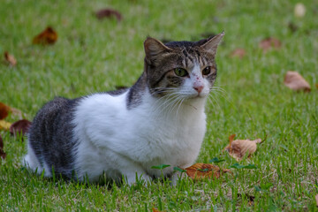 Naklejka na ściany i meble 秋の赤坂5丁目の芝生にいる猫