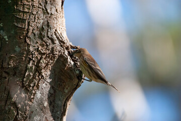 Juvenile Yellow Rumped Warbler on a Tree