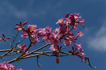 Photo of the pink ipê flower.
