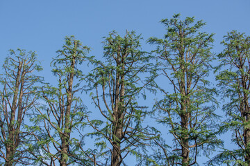 青空に樹木が並ぶ