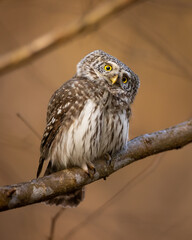 Pygmy owl (Glaucidium passerinum) little owl forest in Eastern North Poland Europe
