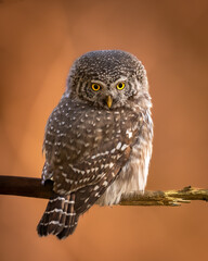 Pygmy owl (Glaucidium passerinum) little owl forest in Eastern North Poland Europe