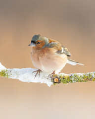 Bird chaffinch Fringilla coelebs perched next to the feeder in winter time	
