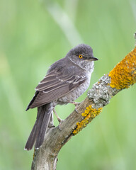 barred warbler - migratory passerine singing bird Sylvia nisoria sitting on branch, male - Poland, Europe	