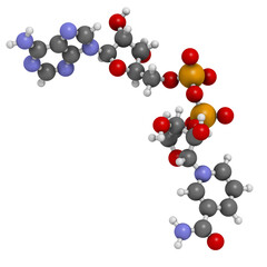 Nicotinamide adenine dinucleotide (NAD+) coenzyme molecule. Important coenzyme in many redox reactions.