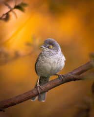 barred warbler - migratory passerine singing bird Sylvia nisoria sitting on branch, male - Poland, Europe	