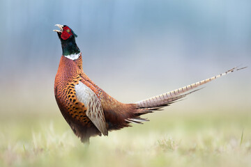 Fototapeta premium Common pheasant Phasianus colchius Ring-necked pheasant in natural habitat, grassland in early winter