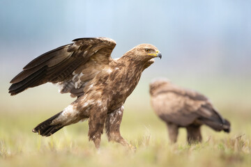 Birds of prey - Lesser Spotted Eagle ( Aquila pomarina ) landing bird hunting time