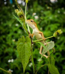 oriental garden lizard on tree branch