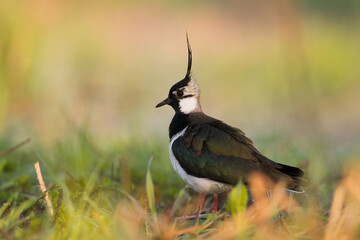 Bird Lapwing Vanellus vanellus on green background spring time close up