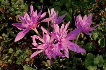 Colchicum 'Water Lily' (Colchicum speciosum x Colchicum autumnale) in garden